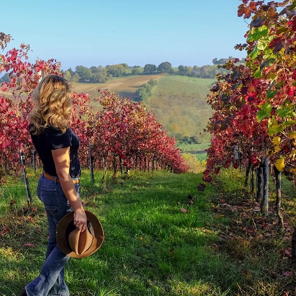 Vigneti delle campagne modenesi: dove il lambrusco prende vita